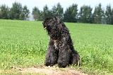 BOUVIER DES FLANDRES 362